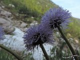 043 Globularia